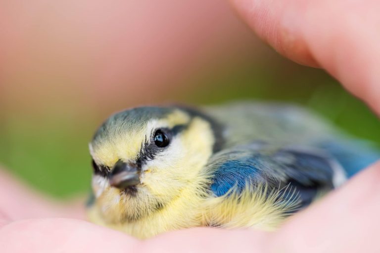 Chaque hiver, des mésanges meurent de froid : voici comment vous pouvez les protéger avec un simple geste