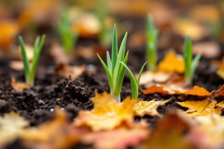 Les plantations et semis “sur le fil” que les experts recommandent juste avant l’arrivée de l’hiver