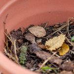 3 idées futées pour recycler vos pots vides et préparer une terre vivante sans dépenser un centime