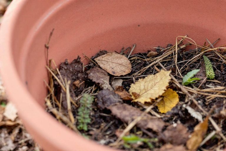 3 idées futées pour recycler vos pots vides et préparer une terre vivante sans dépenser un centime