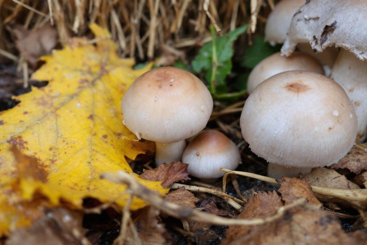 Faites redémarrer votre potager grâce à la culture des champignons : la méthode simple et économique des maraîchers