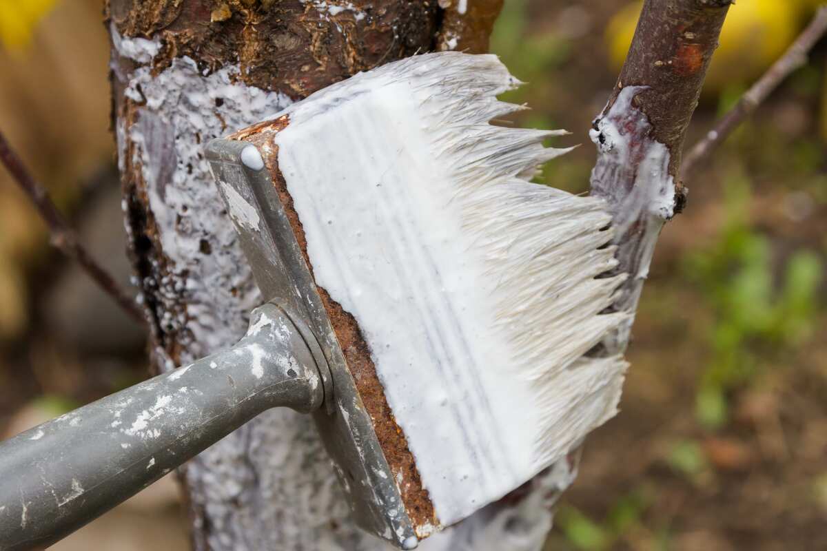 Ce rituel protège vos arbres fruitiers des insectes tout l’hiver